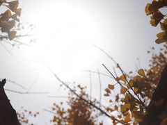 -鲜芋仙Meet Fresh(五道口店)