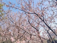 -武汉大学-樱园
