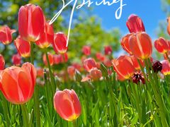 -北京国际鲜花港