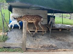 -前小桔亲子创意农场·草莓采摘·露营烧烤