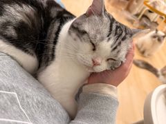 -有喵·猫咖·狗咖·30几只猫10只小狗(岗厦店)