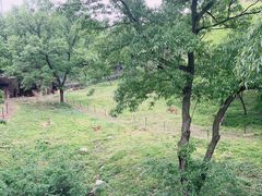 -合肥野生动物园