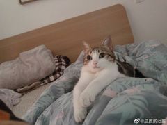 -攀枝花·任德琼·盐边羊肉米线
