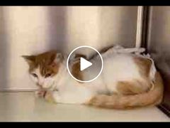 -萌兽医馆·犬猫专科·眼科中心·宠物医院(朝阳门分院)