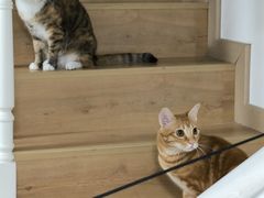 -瑞鹏宠物医院·骨科·猫科·内科(第一中心)