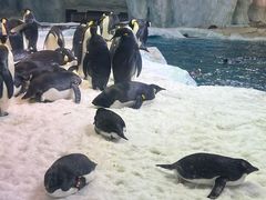 -帝企鹅自助餐厅•儿童岛•真企鹅(长隆企鹅酒店)