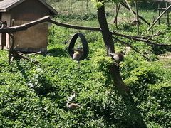 -合肥野生动物园