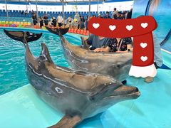 -尼莫海豚馆