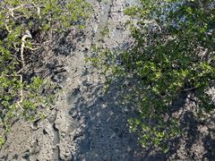 -北海金海湾红树林生态旅游区