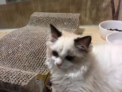 -屋虎猫馆(宝安大仟里店)