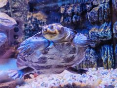 -上海海洋水族馆