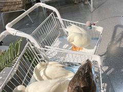 -共舞时光猫咖·狗咖(新街口店)