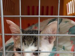 -凯特喵百思猫专科医院