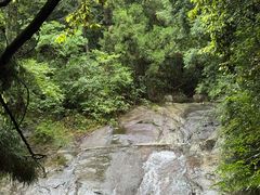 -天目山大树王景区