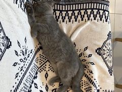 -平行世界·猫咖(首经贸店)