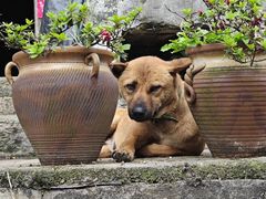 -高荡千年布依古寨旅游景区