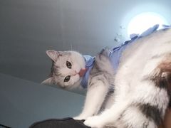 -宠爱国际动物医院· 猫科· 外科·中兽医(长白店)