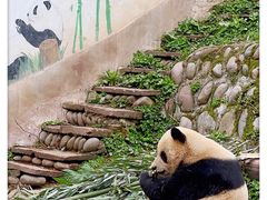 -中国大熊猫保护研究中心雅安碧峰峡基地