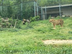 -苏州上方山国家森林公园