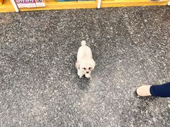 -瑞鹏宠物医院华南总院·夜诊·心脏科·骨科