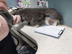 -关爱动物医院·心脏·中兽医·异宠(金牛路分院)