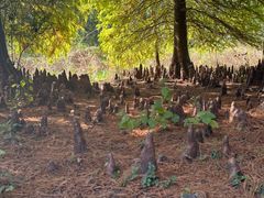 -溱湖国家湿地公园