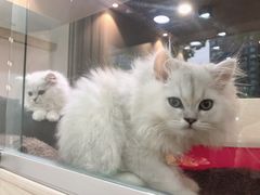 -1013 PET SHOP精品宠物商店(丁香店)