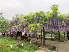 -嘉定紫藤园