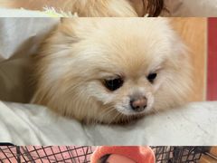 -和它·交个朋友·狗咖猫咖(爱琴海店)