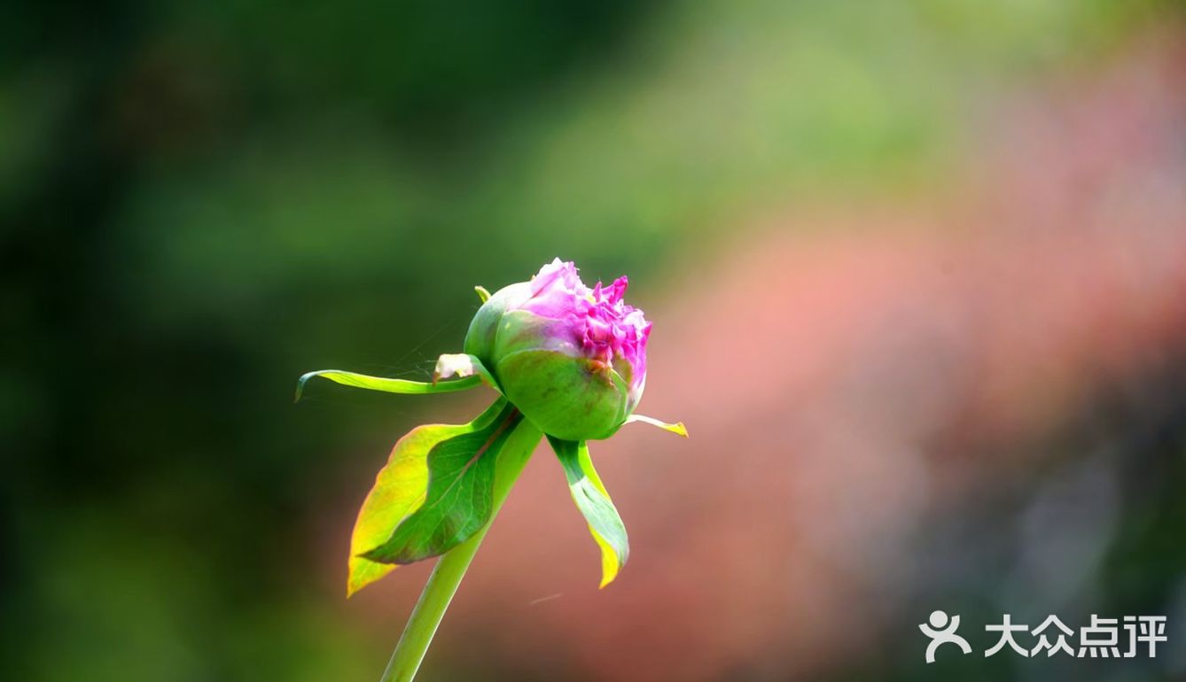 唯有牡丹真国色，打卡这个宝藏园子