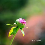 唯有牡丹真国色，打卡这个宝藏园子