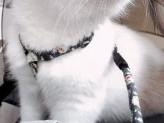 -御宝贝·A梦猫科宠物医院(国际猫友好医院)