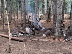 -北极村旅游风景区