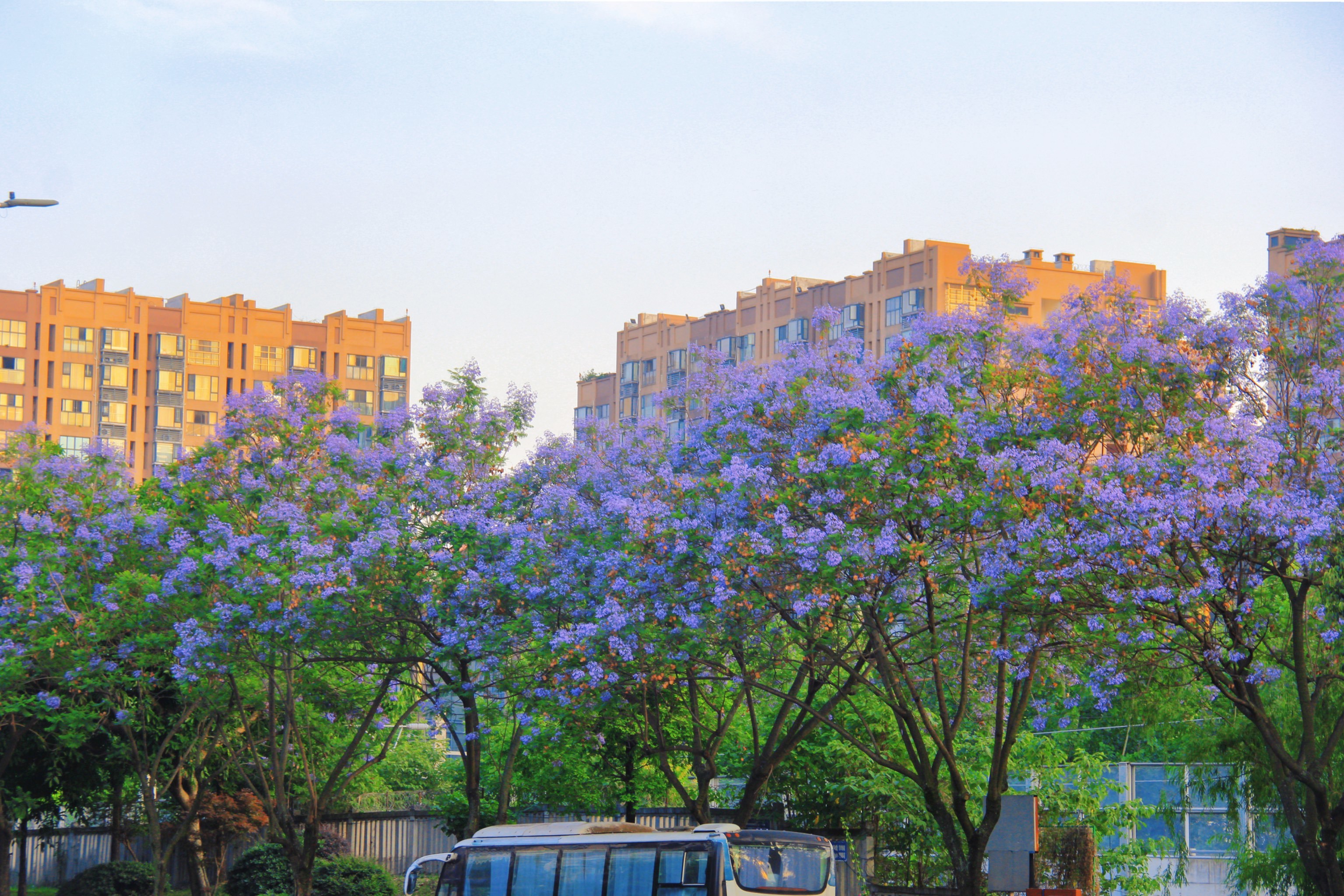 救命🆘|武晋路蓝花楹也太好拍了吧