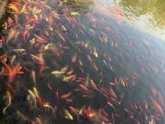 -武汉紫薇都市田园