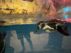 -帝企鹅自助餐厅•儿童岛•真企鹅(长隆企鹅酒店)