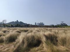 -王借岗森林公园