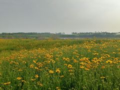 -洪湖湿地生态园