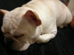 -more than meow吴止猫主题餐厅(承德 中船汇店)