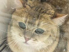 -芭比堂宠物医院·全科爱猫医院·仁德分院