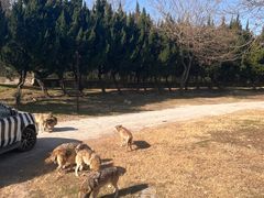 -上海野生动物园