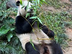 -广州长隆野生动物世界