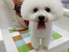 -瑞鹏宠物医院·微创内窥镜·骨外科·牙科(翠竹分院)