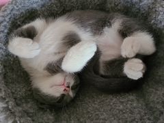 -宠福鑫康馨动物医院·骨科·眼科