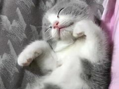 -瑞鹏宠物医院·骨科·猫科·内科(第一中心)