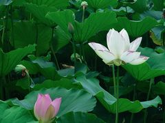 -莲花池公园