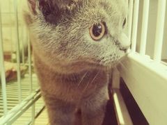-猫咖时代(中山亭店)