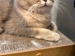 -Let's go狗咖·猫咖·奶狗·桌游(春熙路IFS店)