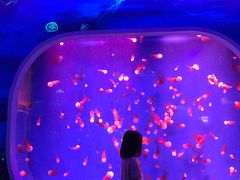 -芜湖新华联大白鲸海洋公园