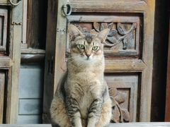 -喵屿·大理花园猫咖